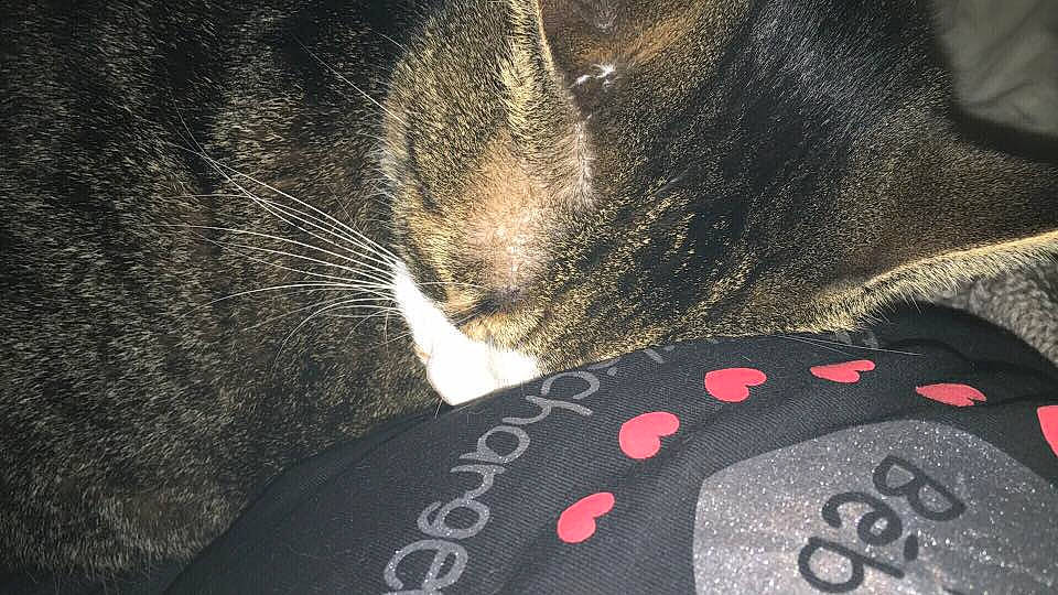 Ulysse a rejoint le concours — aidez-le/la à gagner de superbes lots ! cat, fur, small_to_medium_sized_cats, whiskers