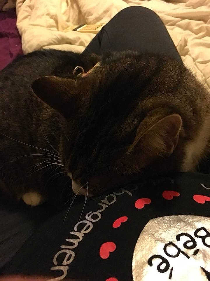 Ulysse a rejoint le concours — aidez-le/la à gagner de superbes lots ! asian, black_cat, british_shorthair, carnivore, cat, chartreux, comfort, domestic_short_haired_cat, ear, felidae, fur, kitten, korat, nap, skin, sleep, small_to_medium_sized_cats, snout, whiskers