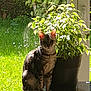 Louna a rejoint le concours — aidez-le/la à gagner de superbes lots ! cat, tabby_cat, indoor, plant, potted_plant, glass_table, sunlight, window, greenery, nature, pet, animal, feline, sitting, shadow, leaf, home, bright, daylight, relaxing