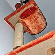 Louna participe au concours pour gagner de l'argent avec cette photo : cat, cat_tree, pet, feline, indoor, fur, whiskers, ears, paws, scratching_post, animal, looking_up, orange, beige, vertical, home, cute, curious, fluffy, playful