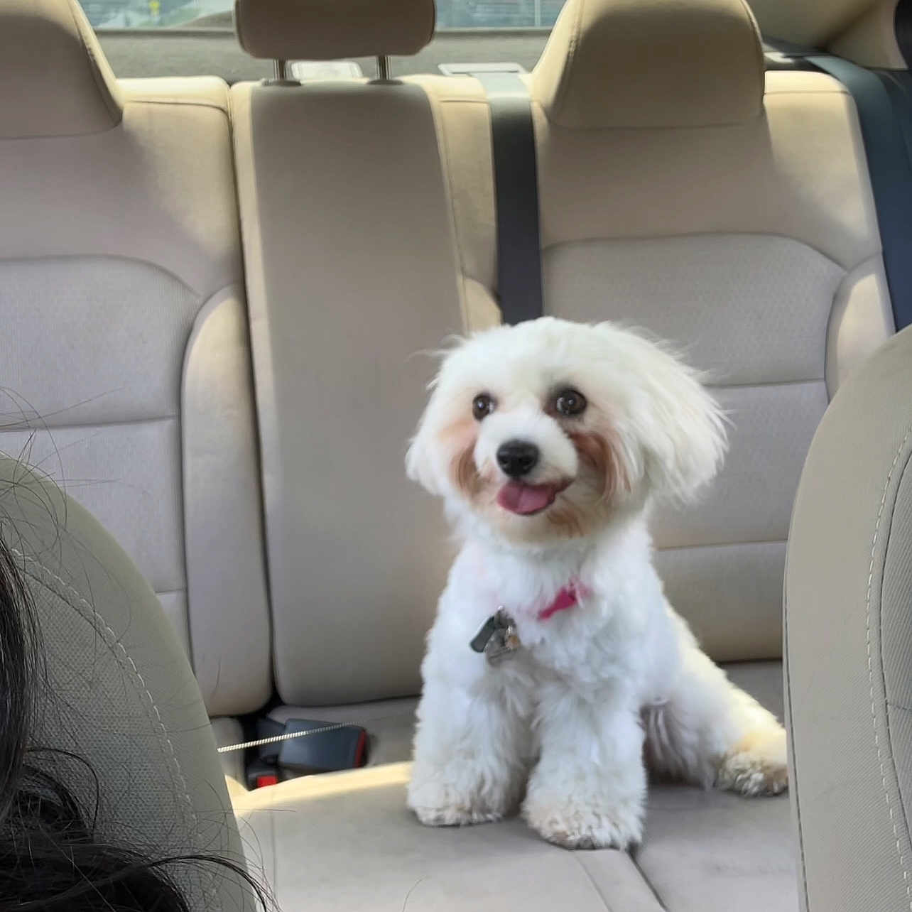 Chloe joined the competition — help win amazing prizes! adult, animal, canine, car, car_interior, carseat, couch, cushion, dog, female, furniture, headrest, homedecor, person, pet, poodle, puppy, transportation, vehicle, woman