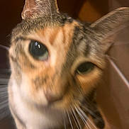 Lucy is registered to the contest to win money with this photo: animal, black, blurry, cat, close_up, curious, cute, ears, face, feline, fur, indoor, looking, nose, orange, pet, portrait, tabby, whiskers, white