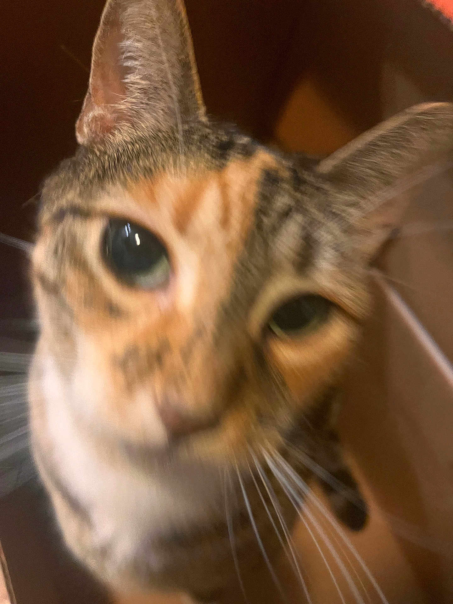 Lucy