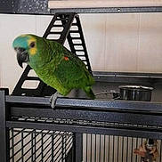 Lady participe au concours pour gagner de l'argent avec cette photo : animal_shelter, beak, bird, bird_supply, budgie, cage, feather, green, lovebird, parakeet, parrot, perico, pet_supply, tail, wing