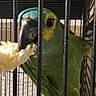 Lady participe au concours pour gagner de l'argent avec cette photo : animal_shelter, beak, bird, bird_supply, budgie, cage, feather, lovebird, macaw, parakeet, parrot, perico, pet_supply, vertebrate, wing, zoo