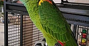 Lady a rejoint le concours — aidez-le/la à gagner de superbes lots ! adaptation, beak, bird, budgie, cage, feather, green, lorikeet, lovebird, meal, organism, parakeet, parrot, perico, tail, wing