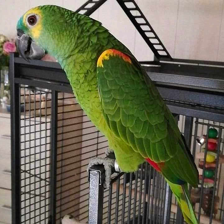 Lady