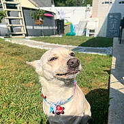 Rocky joined the competition — help win amazing prizes! dog, outdoor, grass, sunlight, pet, collar, backyard, smug_expression, canine, summer, small_dog, animal, fence, shadow, patio, leisure, cute, funny_face, domestic_animal, nature
