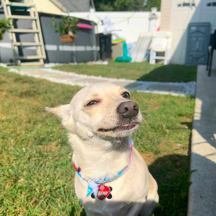 Rocky joined the competition — help win amazing prizes! animal, backyard, canine, collar, cute, dog, domestic_animal, fence, funny_face, grass, leisure, nature, outdoor, patio, pet, shadow, small_dog, smug_expression, summer, sunlight