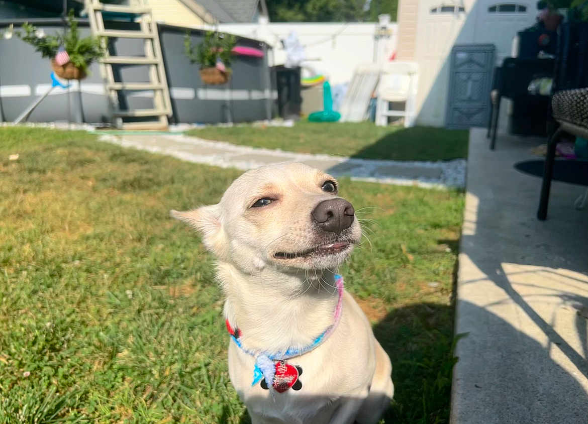 Rocky joined the competition — help win amazing prizes! dog, outdoor, grass, sunlight, pet, collar, backyard, smug_expression, canine, summer, small_dog, animal, fence, shadow, patio, leisure, cute, funny_face, domestic_animal, nature