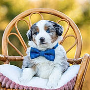Oslo a rejoint le concours — aidez-le/la à gagner de superbes lots ! puppy, dog, blue_eyes, bow_tie, chair, cushion, fluffy, fur, pet, animal, outdoor, portrait, cute, sitting, furniture, polka_dot, adorable, young_dog, domestic_animal, relaxed