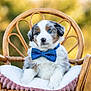 puppy, dog, blue_eyes, bow_tie, chair, cushion, fluffy, fur, pet, animal, outdoor, portrait, cute, sitting, furniture, polka_dot, adorable, young_dog, domestic_animal, relaxed