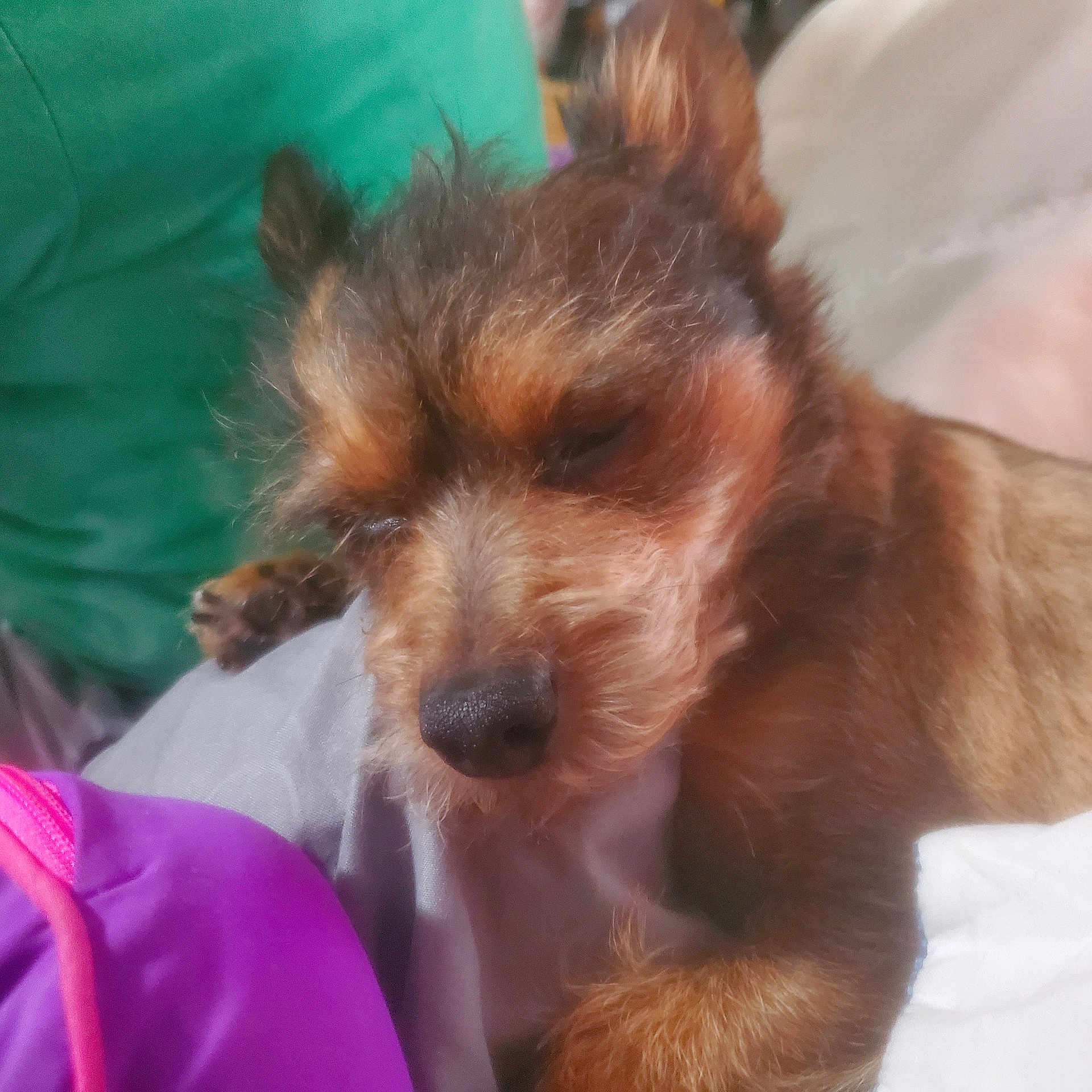 Bear Bear joined the competition — help win amazing prizes! affenpinscher, airedale, animal, baby, canine, chihuahua, cockerspaniel, dog, hound, papillon, person, pet, poodle, puppy, terrier