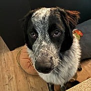 Aru participe au concours pour gagner de l'argent avec cette photo : animal, bed, black_and_white, cabinet, canine, close_up, companion, curious, dog, domestic, ears, floor, fur, indoor, looking_up, nose, pet, toy, whiskers, wooden_floor