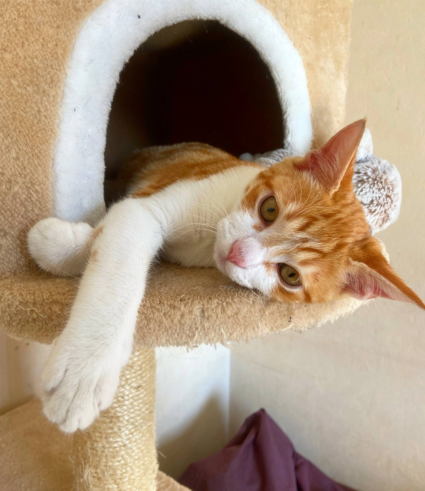 Oliver a rejoint le concours — aidez-le/la à gagner de superbes lots ! carnivore, cat, cat_bed, cat_supply, claw, comfort, domestic_short_haired_cat, door, eye, fawn, felidae, fur, head, paw, small_to_medium_sized_cats, snout, tail, whiskers, window