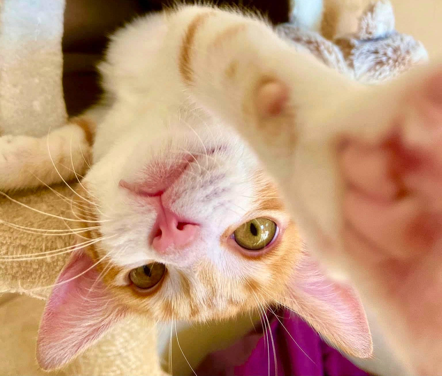 Oliver participe au concours pour gagner de l'argent avec cette photo : carnivore, cat, claw, close_up, comfort, domestic_short_haired_cat, ear, eyelash, fawn, felidae, fur, mammal, nose, paw, plant, selfie, small_to_medium_sized_cats, snout, vertebrate, whiskers