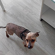Izack a rejoint le concours — aidez-le/la à gagner de superbes lots ! dog, small_dog, pet, indoor, floor, wooden_floor, fur, curious, animal, mammal, collar, leash, domestic_animal, companion, household, looking_up, ears, tail, furniture, light