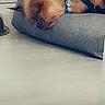 Izack participe au concours pour gagner de l'argent avec cette photo : dog, sleeping, cushion, blue_collar, indoor, pet, relaxing, floor, brown_fur, resting, cozy, quiet, peaceful, small_dog, canine, domestic_animal, fur, animal_bed, calm, home