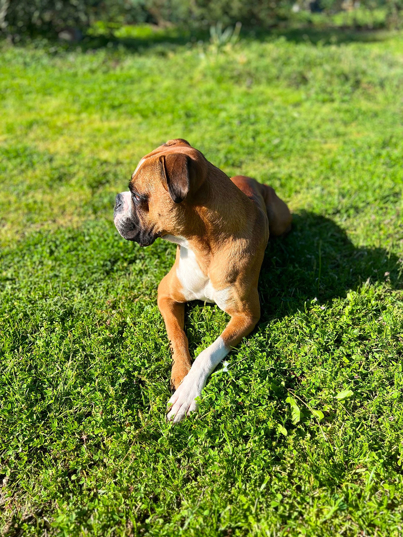 Taho a rejoint le concours — aidez-le/la à gagner de superbes lots ! ball, carnivore, collar, companion_dog, dog, dog_breed, fawn, grass, grassland, groundcover, hound, lawn, meadow, pasture, people_in_nature, plant, scent_hound, snout, tail, working_animal