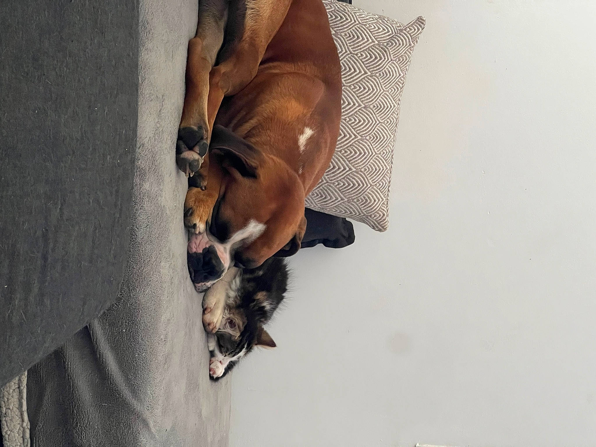 Taho participe au concours pour gagner de l'argent avec cette photo : canidae, carnivore, comfort, companion_dog, dog, dog_breed, fawn, felidae, fur, guard_dog, hardwood, human_leg, non_sporting_group, paw, snout, sporting_group, tail, whiskers, wood, working_animal