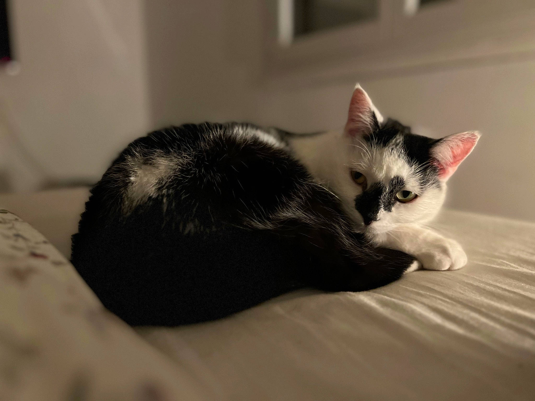 Sky participe au concours pour gagner de l'argent avec cette photo : carnivore, cat, claw, comfort, domestic_short_haired_cat, ear, felidae, flooring, foot, fur, grey, monochrome, monochrome_photography, nap, paw, small_to_medium_sized_cats, snout, tail, whiskers