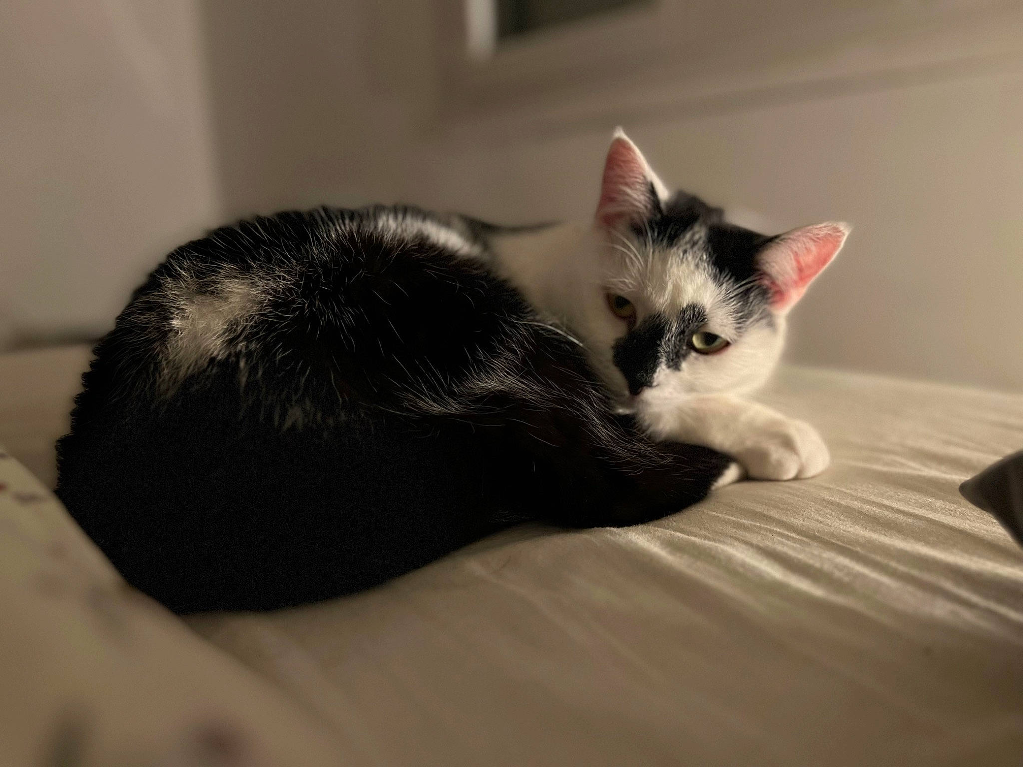 Sky a rejoint le concours — aidez-le/la à gagner de superbes lots ! carnivore, cat, claw, comfort, domestic_short_haired_cat, ear, felidae, foot, fur, grey, human_body, monochrome_photography, nap, paw, sitting, small_to_medium_sized_cats, snout, tail, whiskers, wood