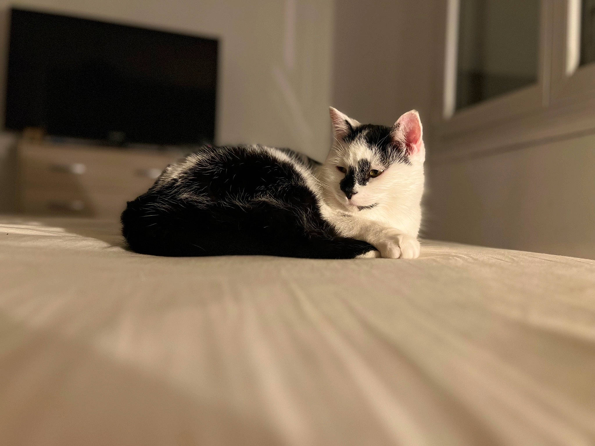 Sky participe au concours pour gagner de l'argent avec cette photo : carnivore, cat, comfort, domestic_short_haired_cat, felidae, flooring, fur, grey, hardwood, monochrome_photography, paw, room, sitting, small_to_medium_sized_cats, snout, tail, television, whiskers, window, wood