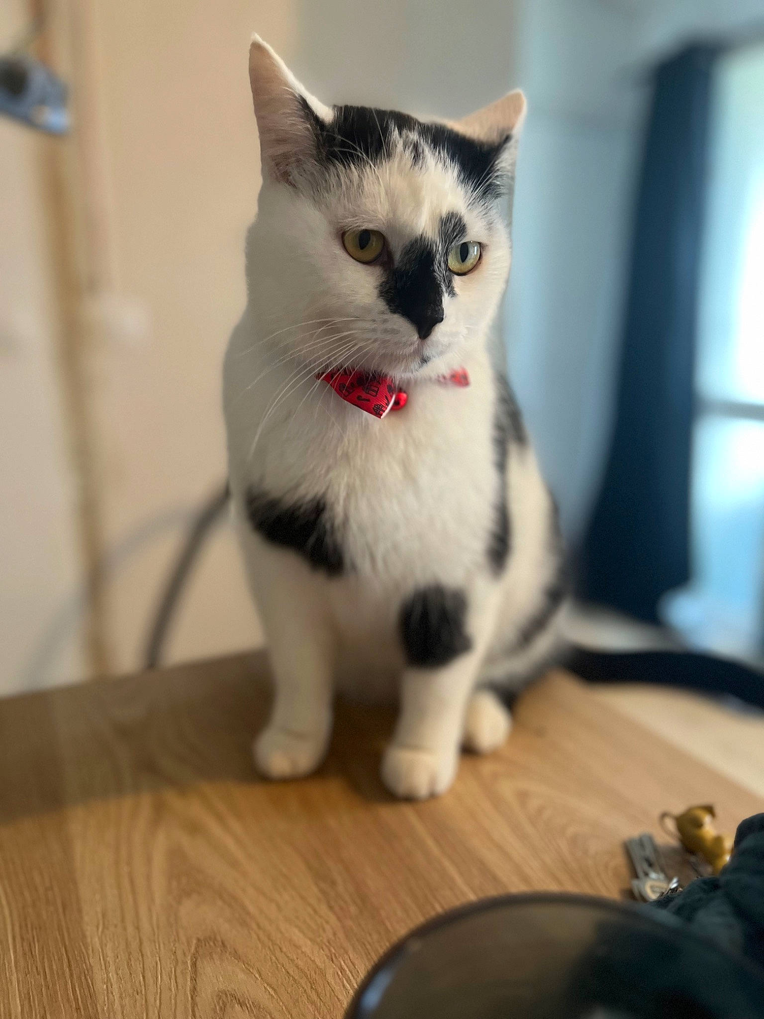 Sky a rejoint le concours — aidez-le/la à gagner de superbes lots ! carnivore, cat, domestic_short_haired_cat, eye, fawn, felidae, flooring, fur, hardwood, head, human_body, kitchen_utensil, paw, small_to_medium_sized_cats, snout, table, tail, whiskers, window, wood