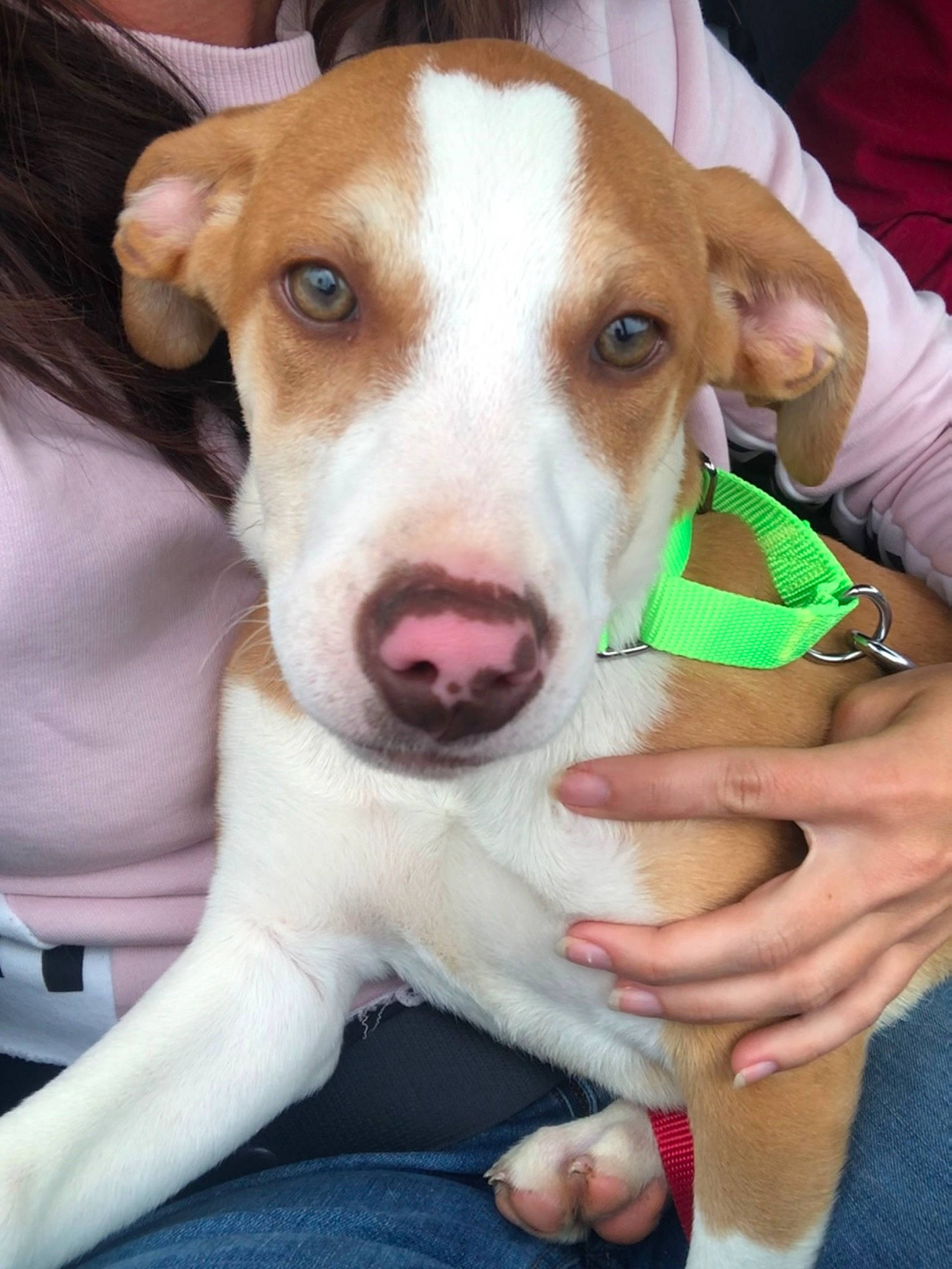 Harlow is registered to the contest to win money with this photo: canidae, carnivore, companion_dog, dog, dog_breed, fawn, feist, hunting_dog, ibizan_hound, jack_russell_terrier, mammal, nose, potcake_dog, puppy, rare_breed_dog, russell_terrier, snout, sporting_group, treeing_feist, vertebrate