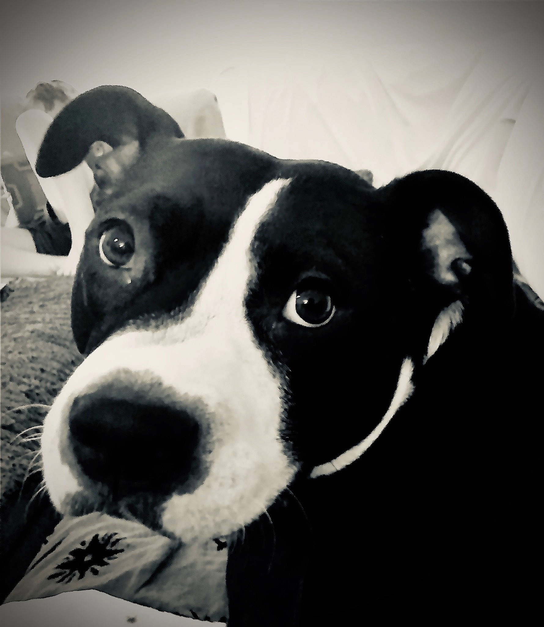 Sansa joined the competition — help win amazing prizes! american_staffordshire_terrier, black, black_and_white, canidae, carnivore, dog, dog_breed, ear, eye, head, mammal, non_sporting_group, nose, photography, pit_bull, snapshot, snout, vertebrate, whiskers, white