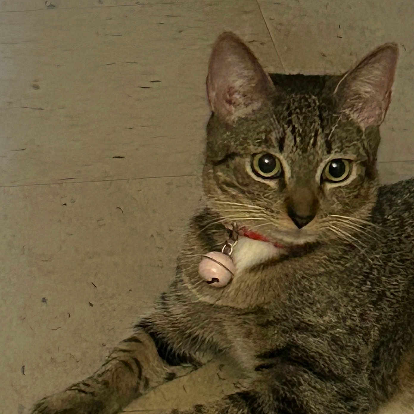 Waimea joined the competition — help win amazing prizes! abyssinian, animal, bodypart, cat, ear, egyptiancat, finger, hand, hardwood, kitten, manx, person, pet, wood