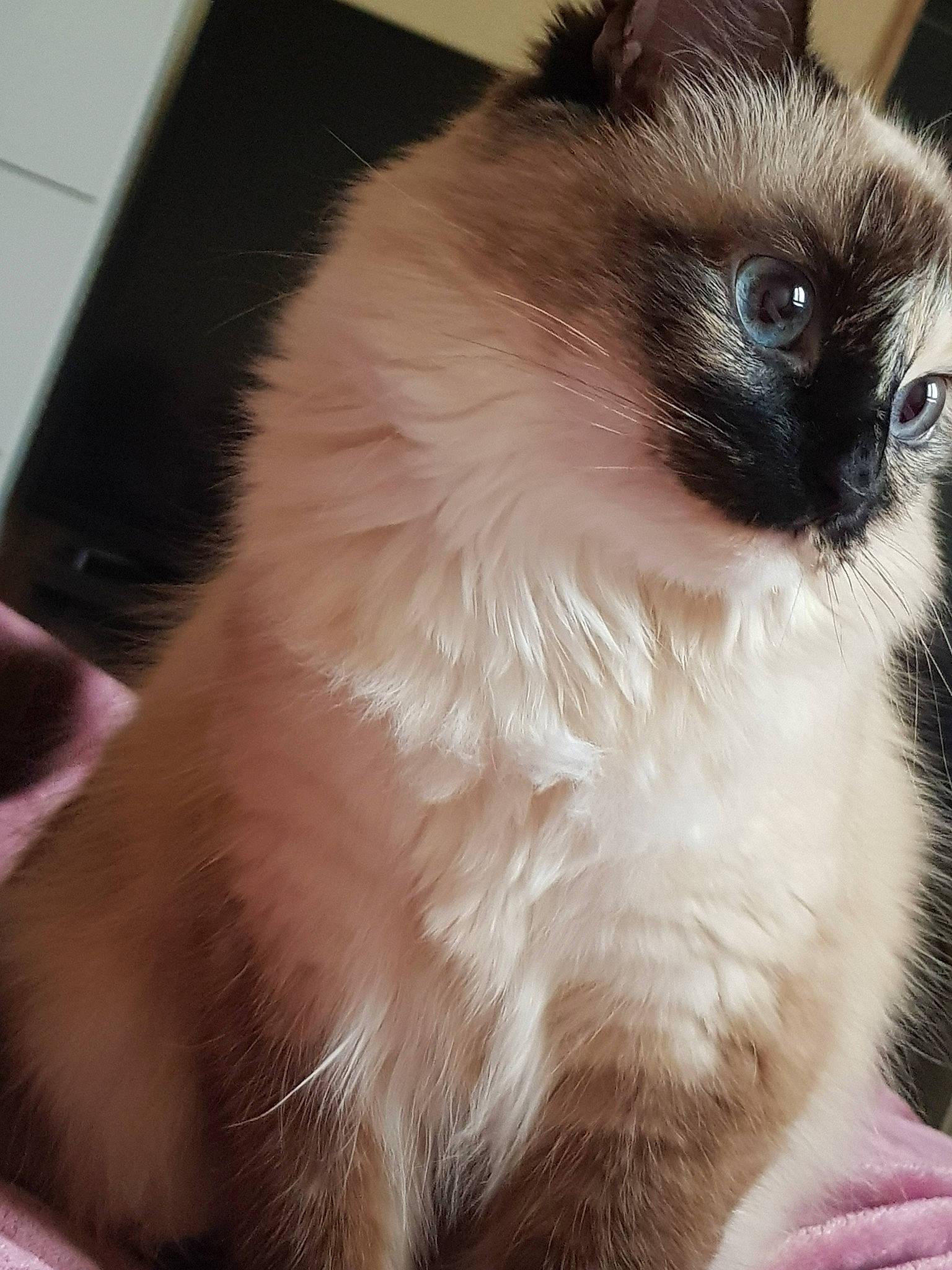 Perle participe au concours pour gagner de l'argent avec cette photo : balinese, birman, carnivore, cat, eye, fawn, felidae, fur, himalayan, mammal, ragdoll, siamese, small_to_medium_sized_cats, snout, snowshoe, thai, tonkinese, vertebrate, whiskers