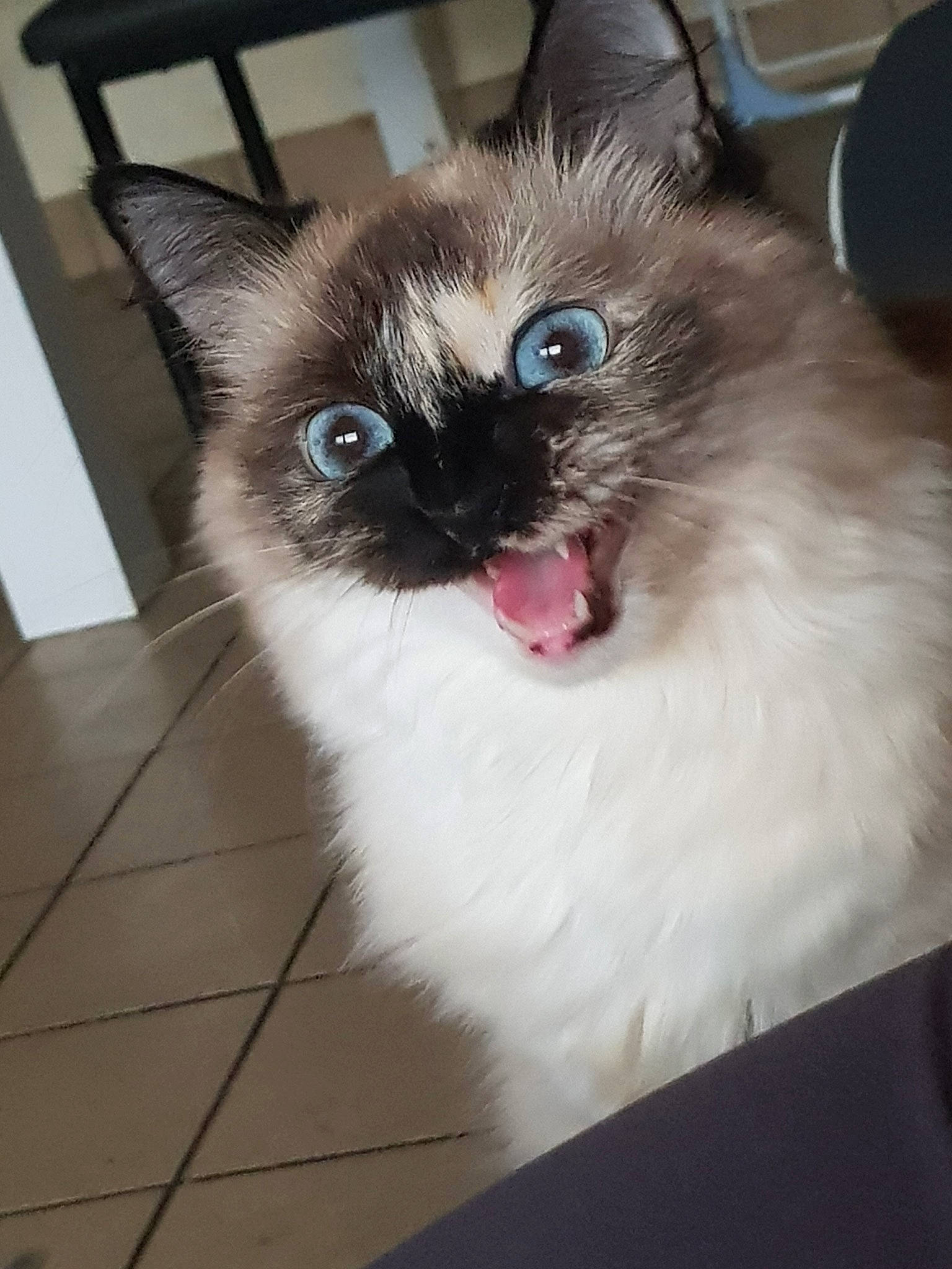 Perle participe au concours pour gagner de l'argent avec cette photo : balinese, birman, carnivore, cat, eye, felidae, himalayan, iris, kitten, mammal, ojos_azules, organ, ragdoll, siamese, small_to_medium_sized_cats, snowshoe, thai, tonkinese, vertebrate, whiskers