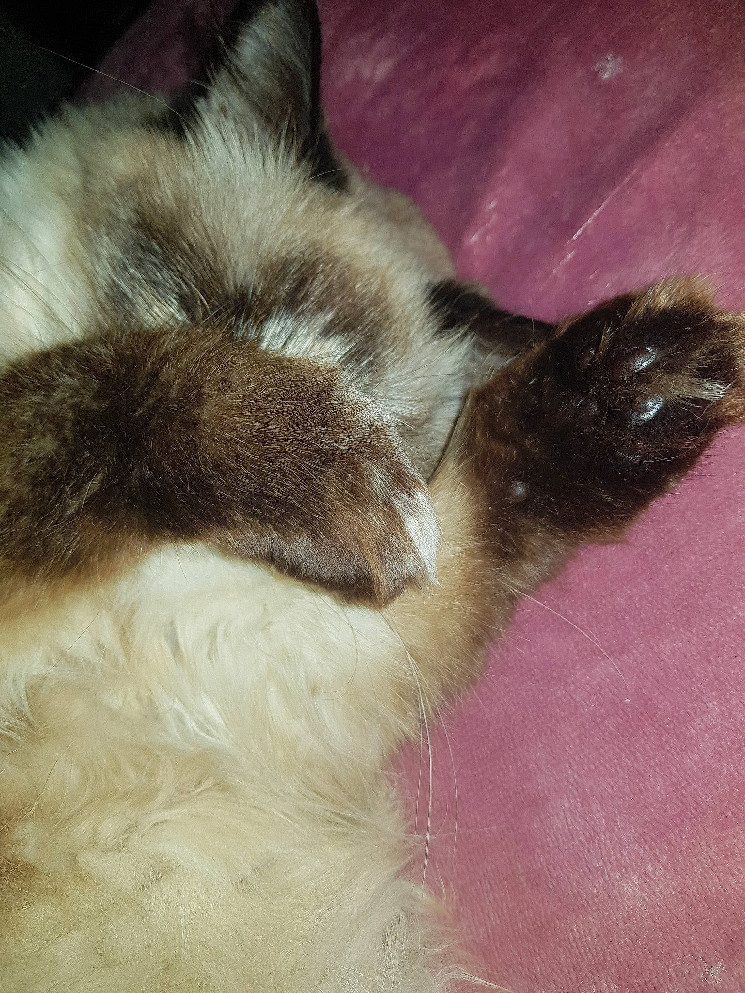 Perle a rejoint le concours — aidez-le/la à gagner de superbes lots ! balinese, birman, carnivore, cat, claw, domestic_long_haired_cat, ear, fawn, felidae, fur, himalayan, kitten, paw, polydactyl_cat, ragdoll, skin, small_to_medium_sized_cats, tail, whiskers