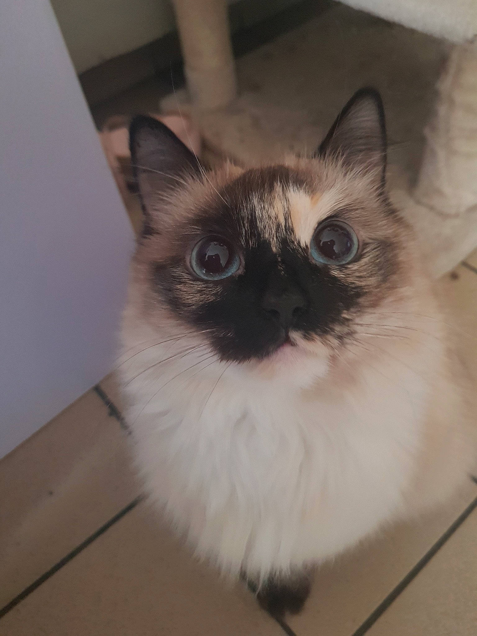 Perle a rejoint le concours — aidez-le/la à gagner de superbes lots ! balinese, birman, carnivore, cat, domestic_long_haired_cat, eye, felidae, himalayan, iris, kitten, mammal, ojos_azules, ragdoll, siamese, small_to_medium_sized_cats, snowshoe, thai, tonkinese, vertebrate, whiskers