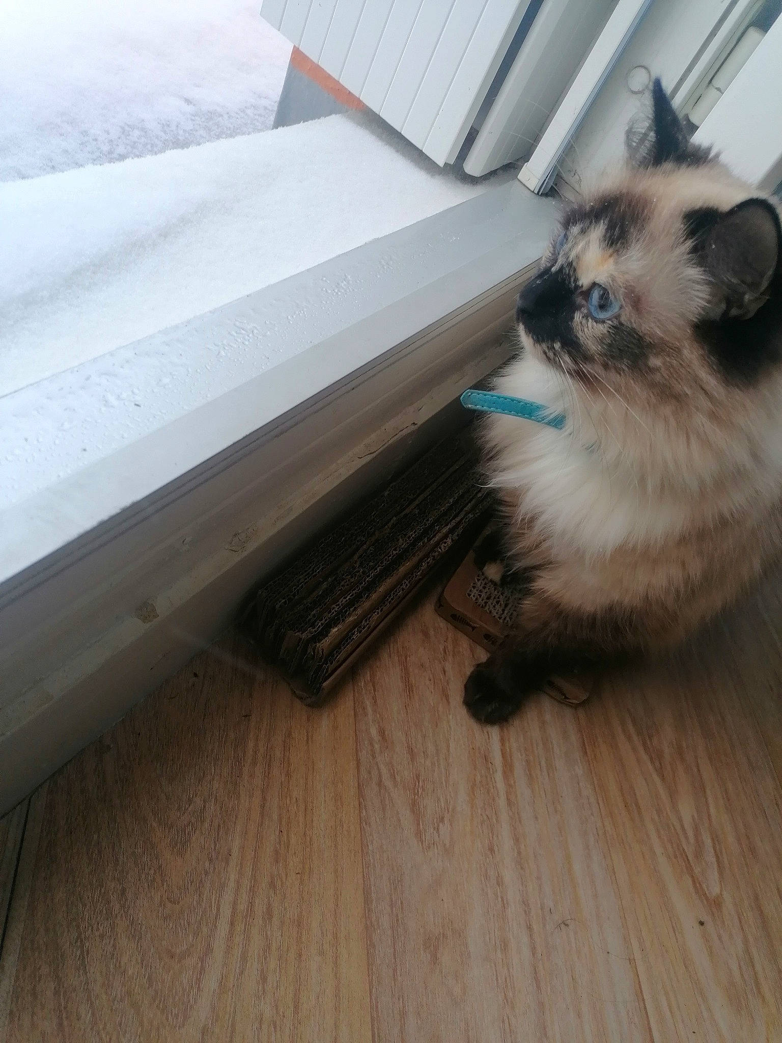 Perle a rejoint le concours — aidez-le/la à gagner de superbes lots ! balinese, birman, carnivore, cat, companion_dog, dog_breed, fawn, felidae, floor, flooring, hardwood, laminate_flooring, siamese, small_to_medium_sized_cats, tail, varnish, whiskers, wood, wood_flooring, wood_stain