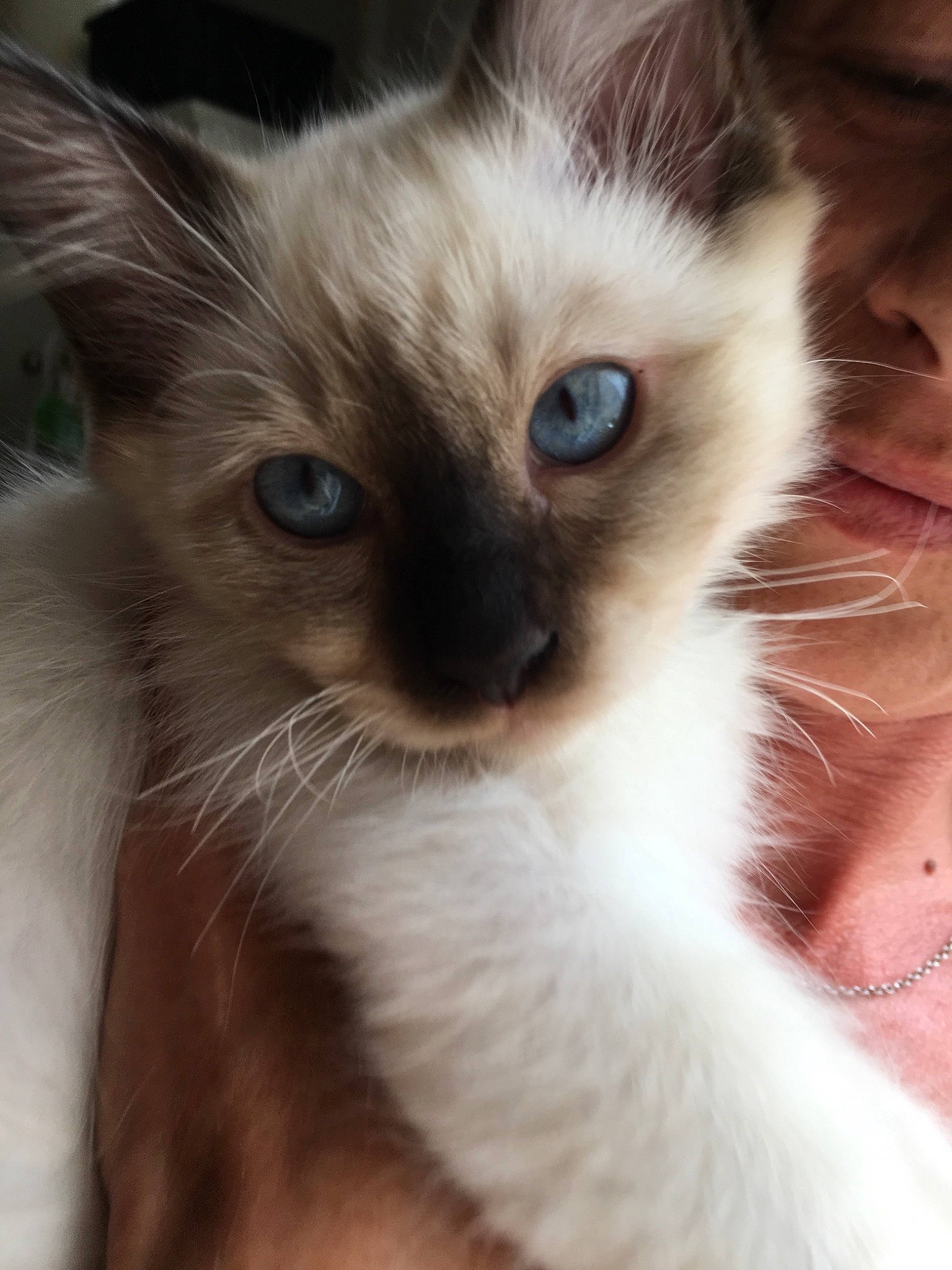 Nya participe au concours pour gagner de l'argent avec cette photo : balinese, birman, burmese, carnivore, cat, eye, felidae, iris, javanese, kitten, mammal, oriental_longhair, ragdoll, siamese, small_to_medium_sized_cats, snout, thai, tonkinese, vertebrate, whiskers