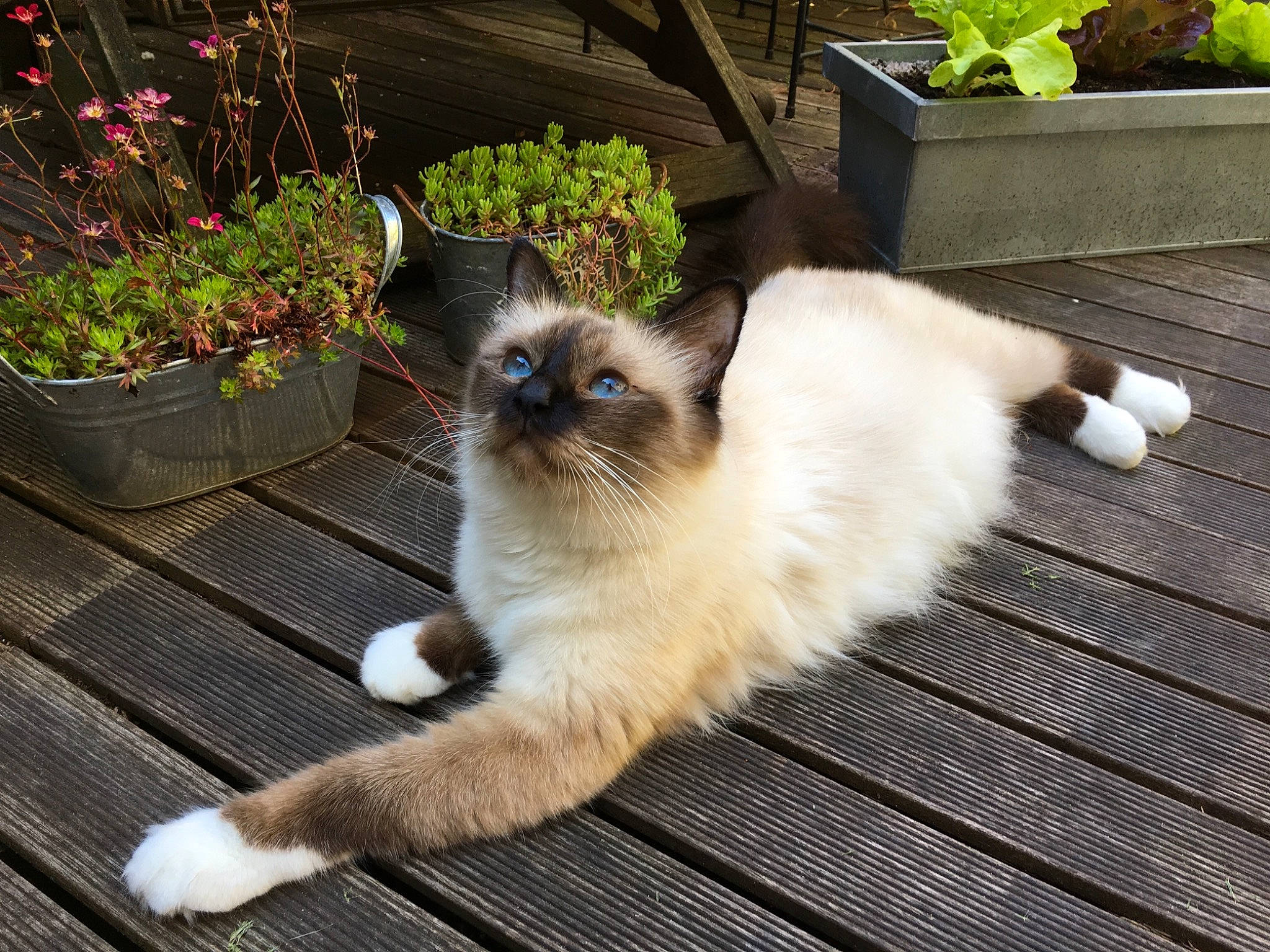 Nya participe au concours pour gagner de l'argent avec cette photo : balinese, birman, carnivore, cat, domestic_long_haired_cat, eye, felidae, himalayan, kitten, mammal, ragdoll, siamese, small_to_medium_sized_cats, snapshot, snowshoe, tail, thai, tonkinese, vertebrate, whiskers