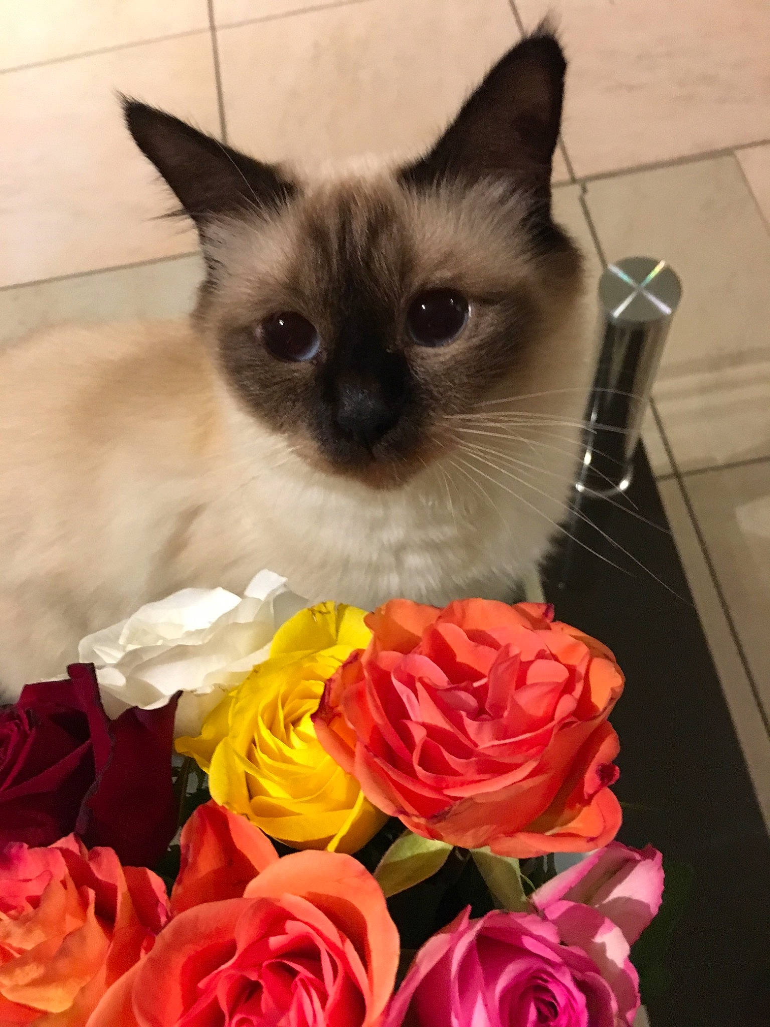 Nya a rejoint le concours — aidez-le/la à gagner de superbes lots ! balinese, birman, burmese, carnivore, cat, colorpoint_shorthair, felidae, flower, himalayan, kitten, mammal, plant, ragdoll, siamese, small_to_medium_sized_cats, snowshoe, thai, tonkinese, vertebrate, whiskers