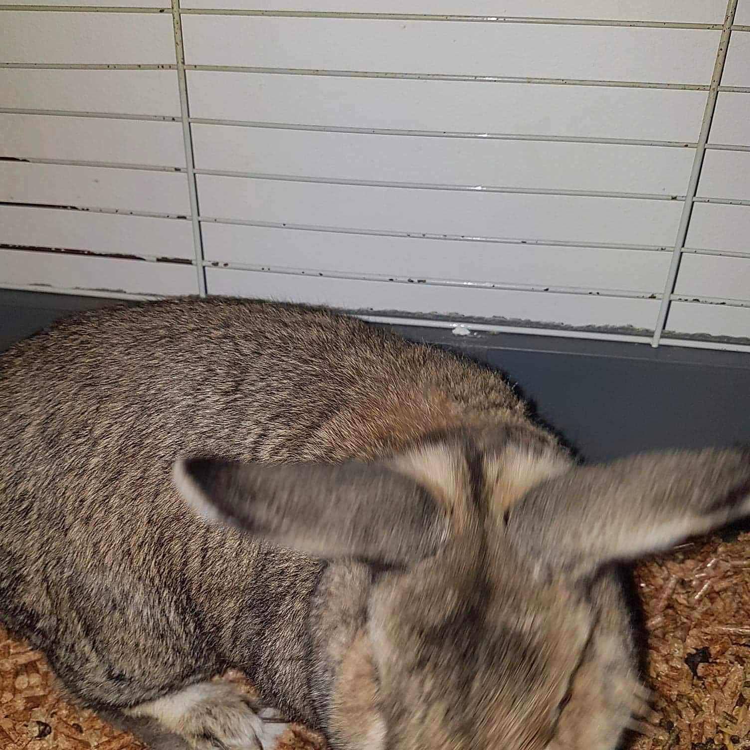 Pâquerettes