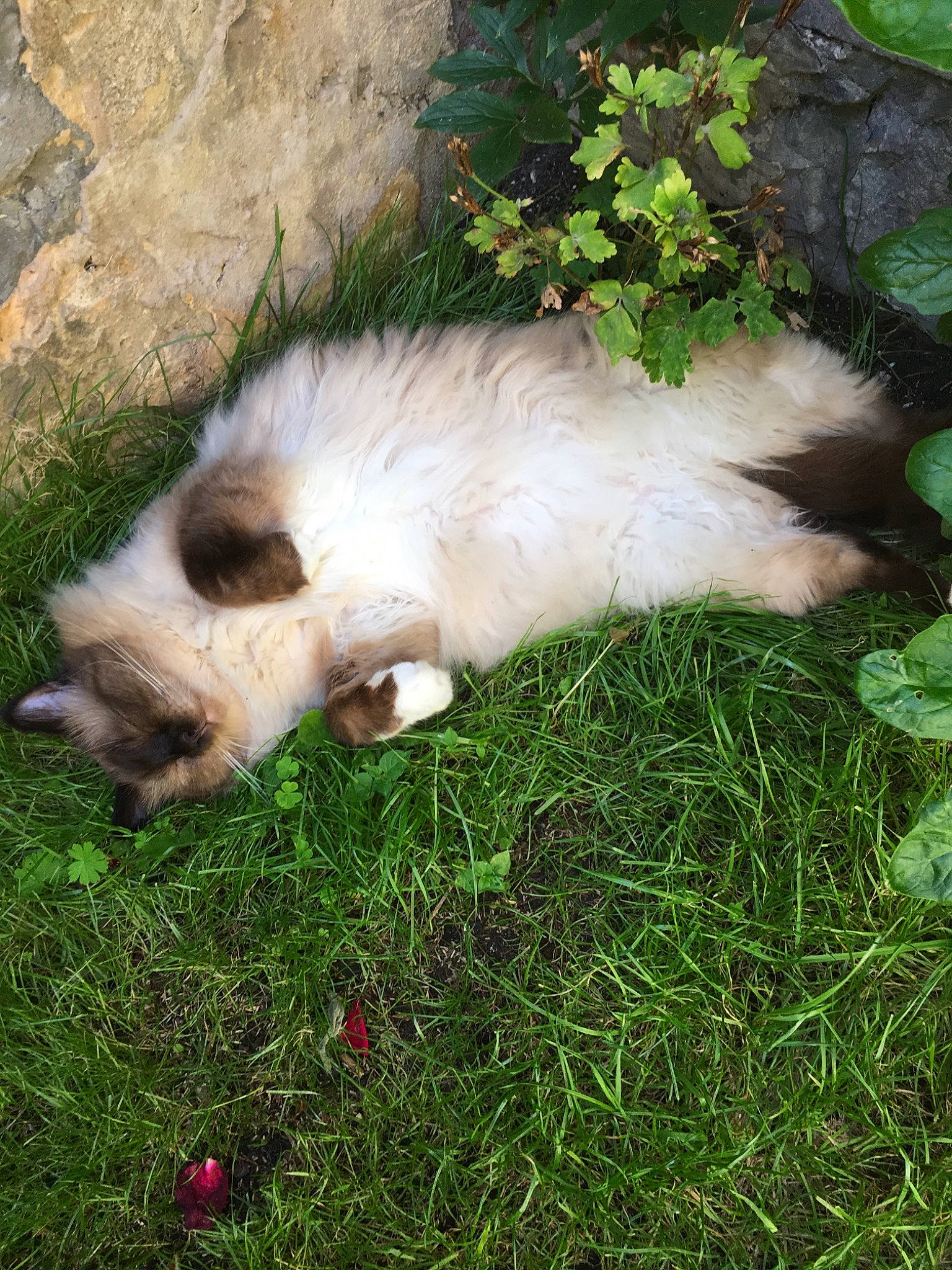 Mao Des Princes Blancs participe au concours pour gagner de l'argent avec cette photo : birman, canidae, carnivore, cat, dog_breed, fawn, felidae, grass, mammal, ragdoll, small_to_medium_sized_cats, tail, tornjak