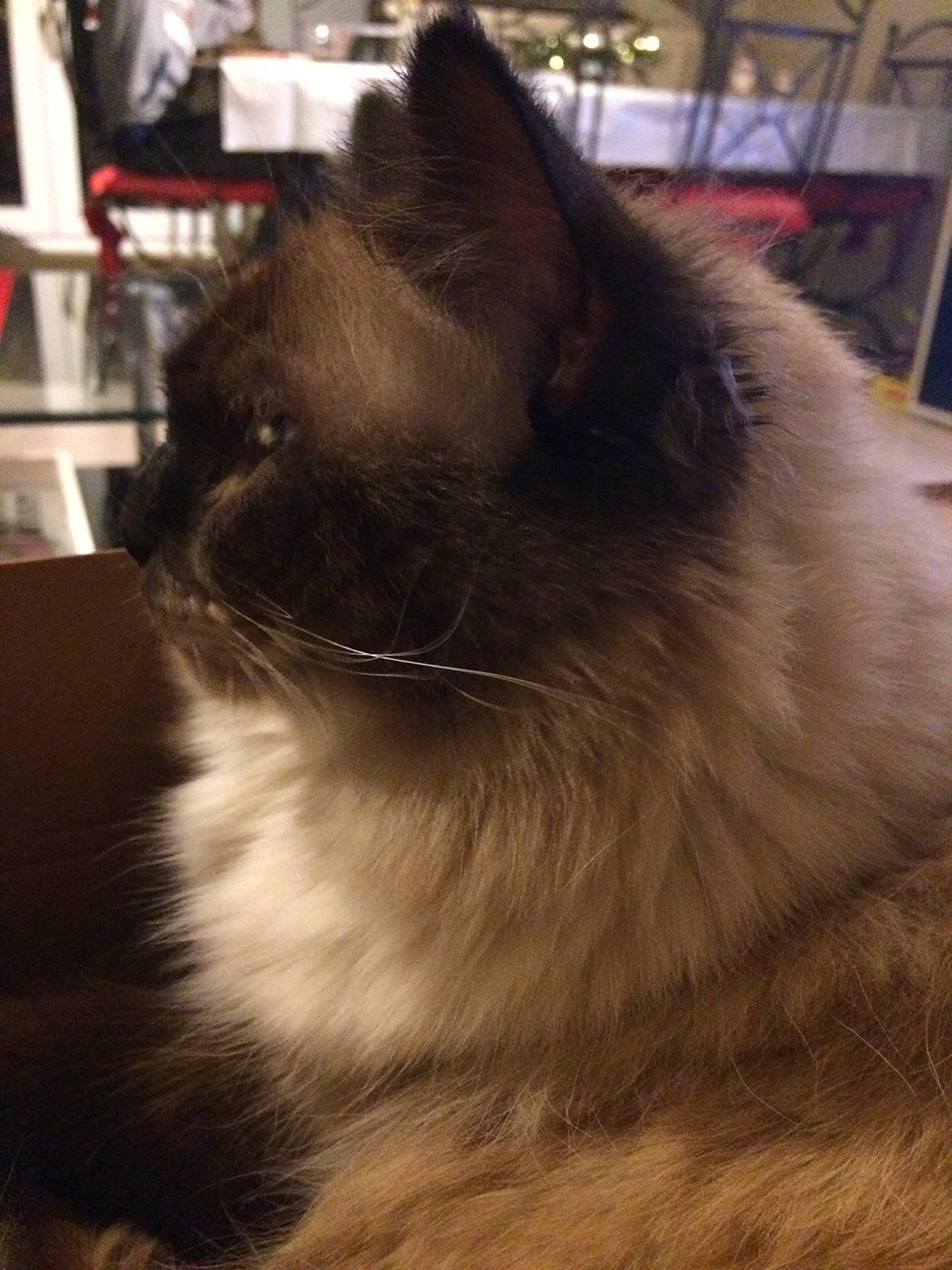 Mao Des Princes Blancs participe au concours pour gagner de l'argent avec cette photo : balinese, birman, carnivore, cat, domestic_long_haired_cat, ear, fawn, felidae, fur, himalayan, norwegian_forest_cat, ragdoll, small_to_medium_sized_cats, snout, snowshoe, tonkinese, whiskers