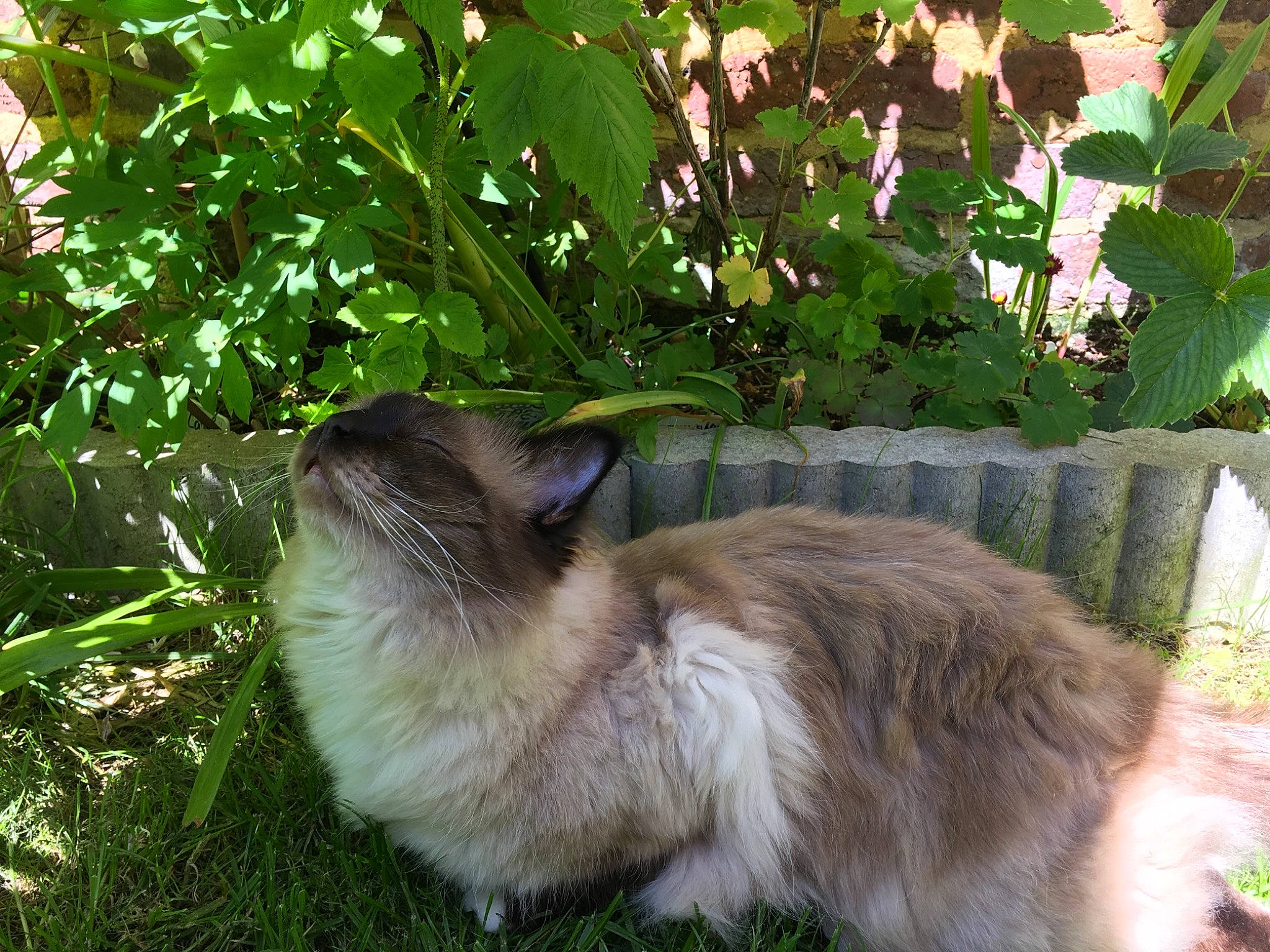 Mao Des Princes Blancs a rejoint le concours — aidez-le/la à gagner de superbes lots ! balinese, birman, carnivore, cat, fawn, felidae, grass, plant, rabbit, rabbits_and_hares, ragdoll, small_to_medium_sized_cats, whiskers