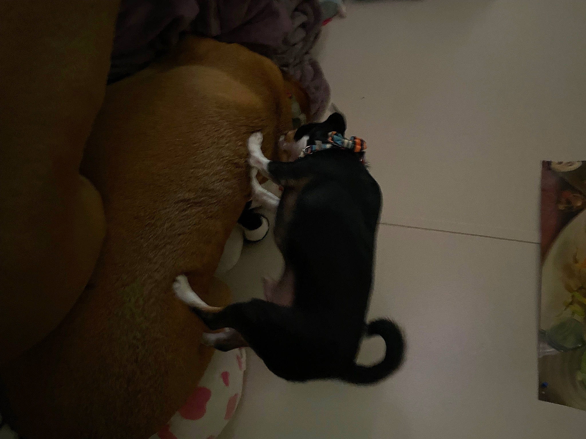 Leroy is registered to the contest to win money with this photo: art, carnivore, comfort, companion_dog, dog_breed, fawn, felidae, flooring, fur, hardwood, linens, paw, room, small_to_medium_sized_cats, stuffed_toy, tail, toy, visual_arts, whiskers, wood