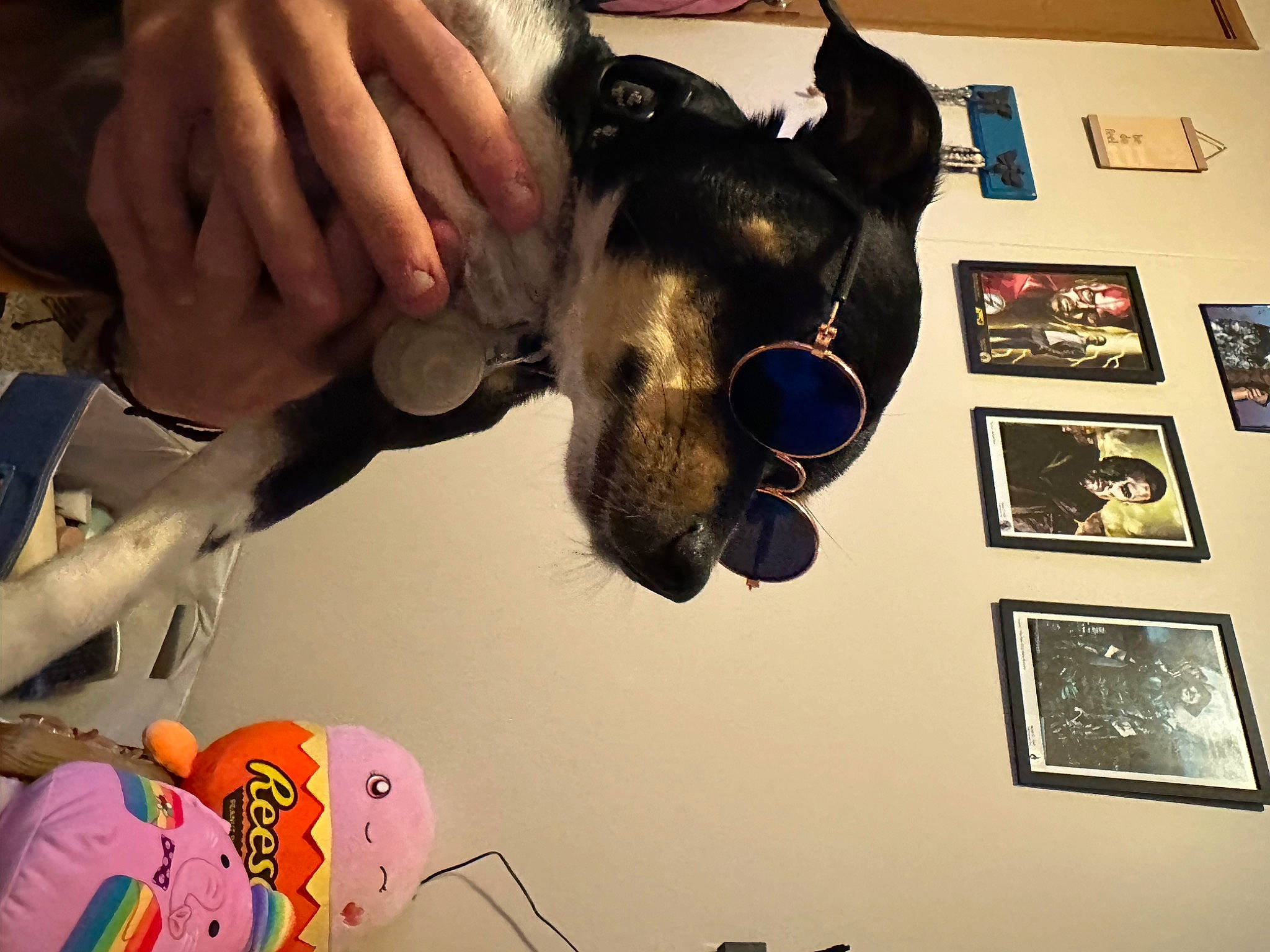 Leroy joined the competition — help win amazing prizes! art, collar, companion_dog, dog, dog_breed, ear, eyewear, fawn, finger, fur, gesture, hand, nail, snout, sporting_group, thumb, toy, visual_arts, working_animal, wrist