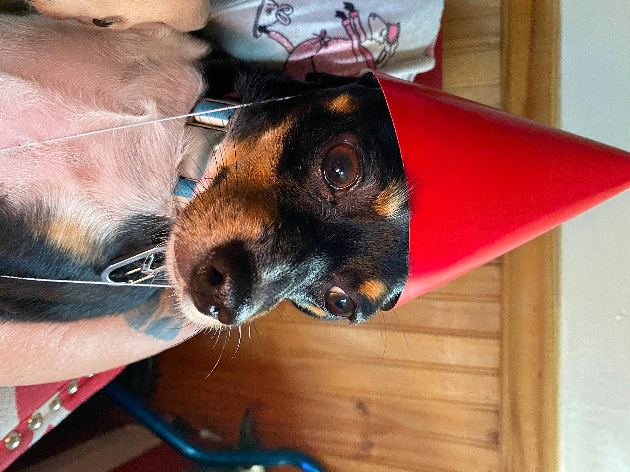 Leroy is registered to the contest to win money with this photo: beer, canidae, carnivore, collar, companion_dog, dog, dog_breed, fawn, fur, liver, pet_supply, sleeve, snout, sporting_group, sunglasses, toy_dog, whiskers, wood, working_animal, wrist