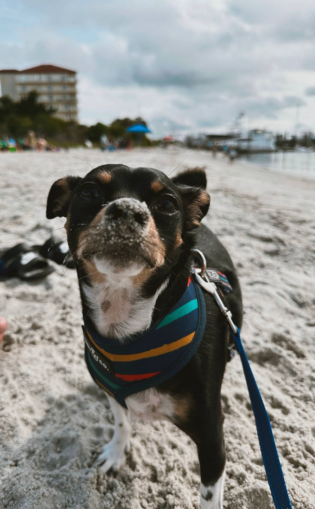 Leroy joined the competition — help win amazing prizes! canidae, carnivore, cloud, collar, companion_dog, dog, dog_breed, dog_clothes, dog_collar, dog_supply, fashion_accessory, fawn, leash, pet_supply, sky, snout, sporting_group, tree, whiskers, working_animal