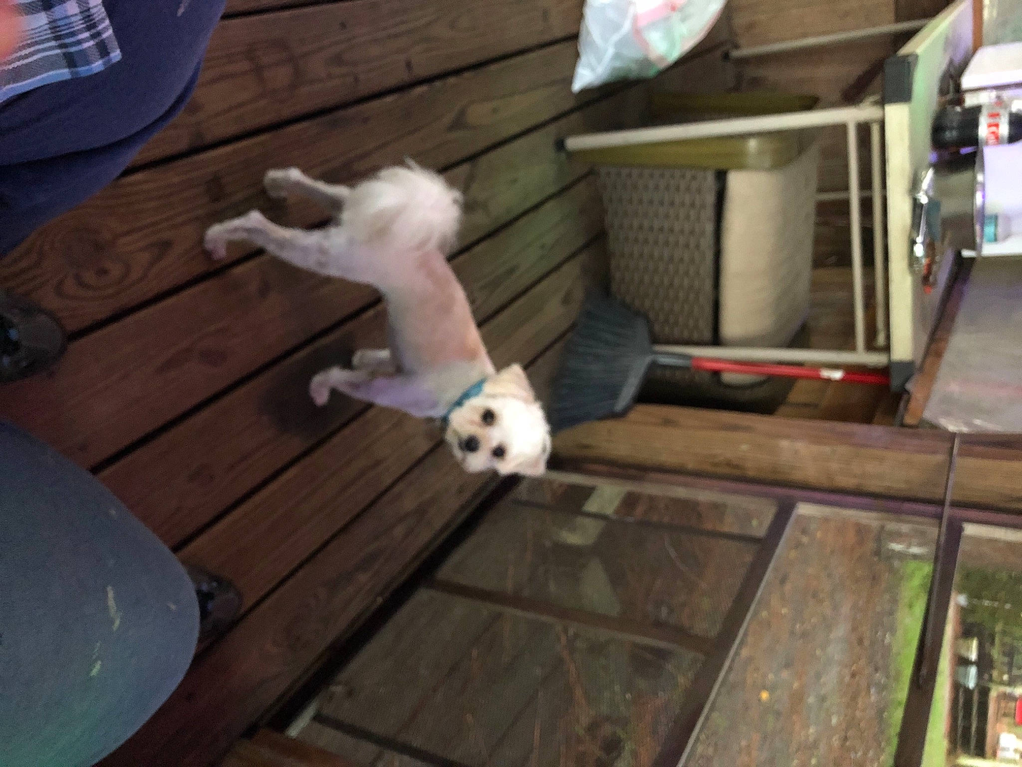 Micah joined the competition — help win amazing prizes! canidae, carnivore, companion_dog, dog, dog_breed, fawn, floor, flooring, hardwood, non_sporting_group, play, puppy, sporting_group, wood