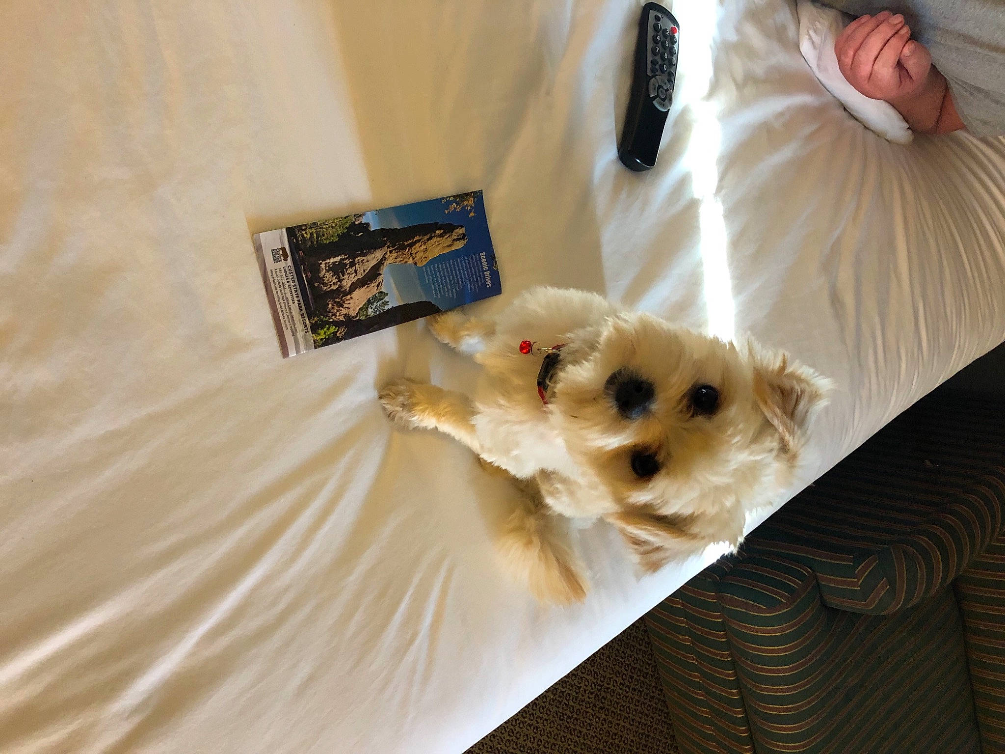 Micah joined the competition — help win amazing prizes! american_eskimo_dog, canidae, carnivore, cavachon, companion_dog, dog, dog_breed, fur, morkie, non_sporting_group, pomeranian, puppy, sporting_group, toy_dog