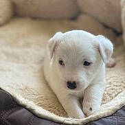 Sonie a rejoint le concours — aidez-le/la à gagner de superbes lots ! animal, black_nose, blanket, blue_eyes, close_up, couch, cozy, cute, dog, fluffy, home, indoor, lying_down, pet, phone_screenshot, portrait, puppy, sitting, small_dog, white_dog